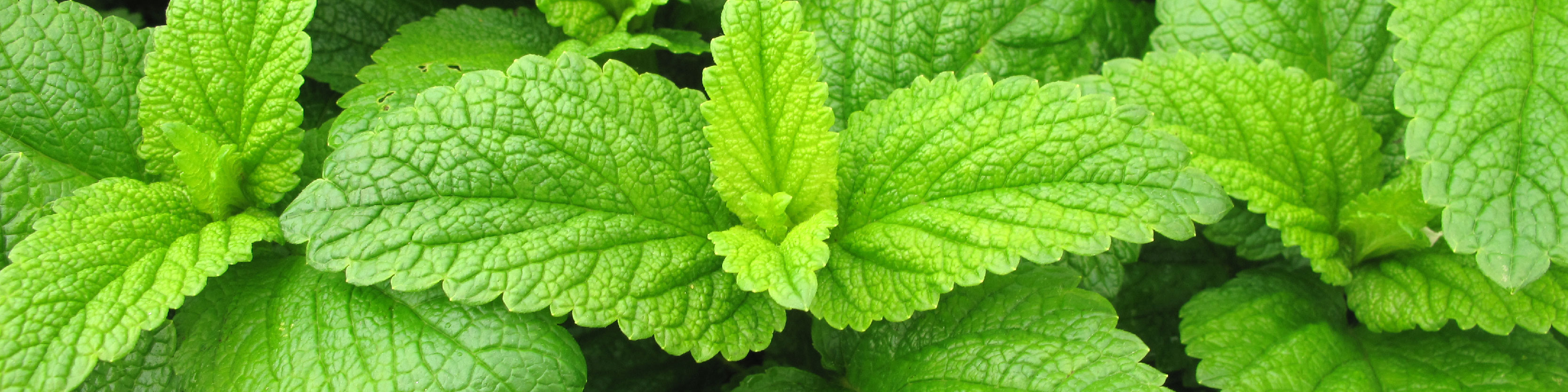 TerraShield Oil | doTERRA Essential Oils